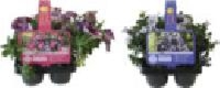 Beetpflanzen 7.99&nbsp;&euro;