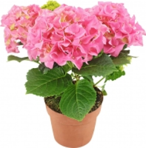 Hortensien 5.55 €