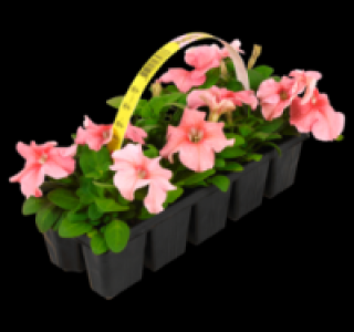 Verschiedene Beetpflanzen 1.79 €