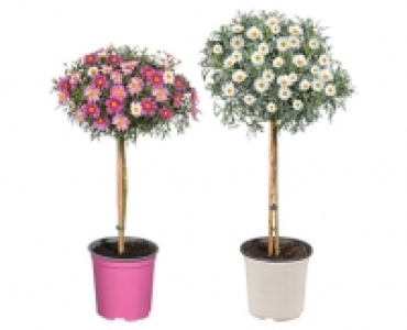 Aldi Süd  GARDENLINE®Margeritenstämmchen