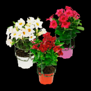 Dipladenia 2.99 €
