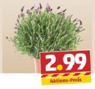 Lavendel Stoechas