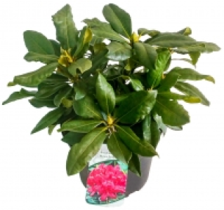 Rhododendron 7.99 €