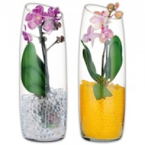 Mini-Phalaenopsis 6.99&nbsp;&euro;