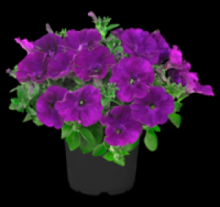 Petunie 1.49 €