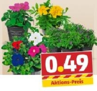Beetpflanze 0.49 €