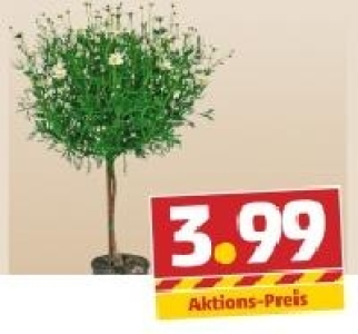 Margeriten Ministamm