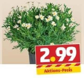 Margeriten Minibusch