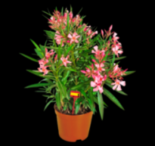 Oleander 6.99&nbsp;&euro;