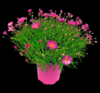 Margeritenbusch 5.99 €