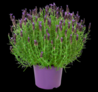 Schmetterlingslavendel 5.99 €