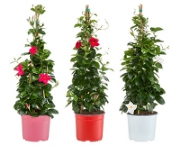 Aldi Süd  GARDENLINE®Dipladenia