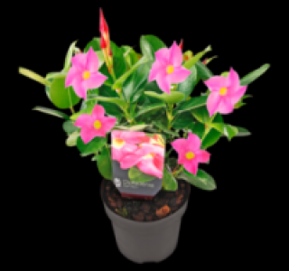 Dipladenie 4.99 €