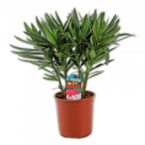 Oleanderbusch 5.99 €