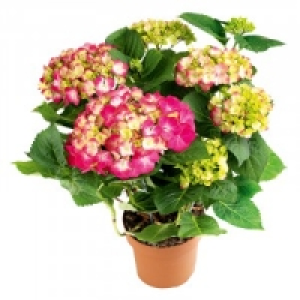 Premium Hortensie 6.99 €