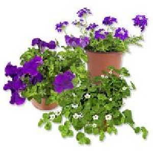 Beet- und Balkonpflanzen 1.59 €