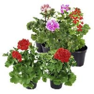 Geranien, stehend oder hängend 0.99 €