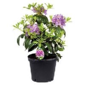Rhododendron 4.99 €
