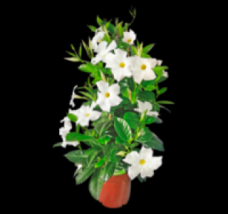 Dipladenie 11.99 €