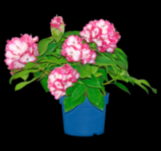Rhododendron 9.99 €