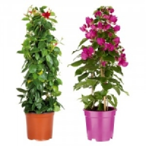 Blühende Pyramide 8.59 €