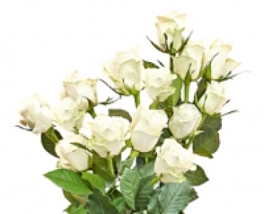 Fairtrade-Rosen 2.79 €