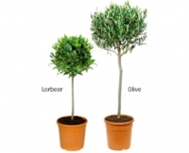 Aldi Süd  GARDENLINE®Toskana-Stämmchen