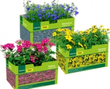 GARDENLINE®Balkon- und Kübelpflanzen 2.99 €