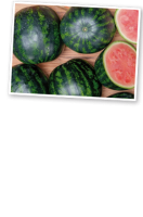 Ebl Naturkost Spanische Mini-Wassermelone