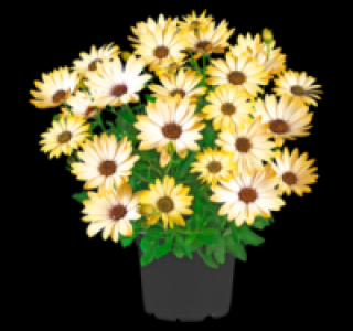 Bornholm Margerite 1.49 €