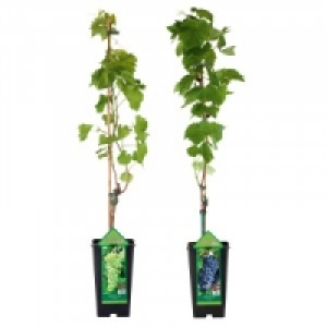 Veredelte kernarme Tafeltrauben 8.99 €