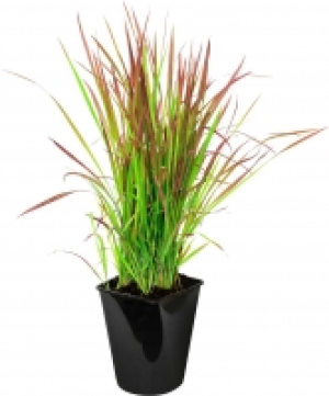 Gräsersortiment 5.55 €