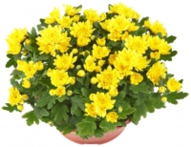 Chrysanthemen Schale 2.99&nbsp;&euro;