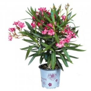 Oleander 3.99&nbsp;&euro;