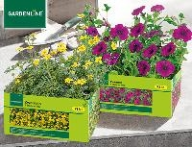 Gardenline Balkonpflanze und Kübelpflanze