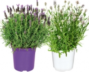 Aldi Süd  GARDENLINE®Lavendel