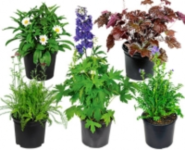GARDENLINE&reg;Solit&auml;rstaude 1.99&nbsp;&euro;