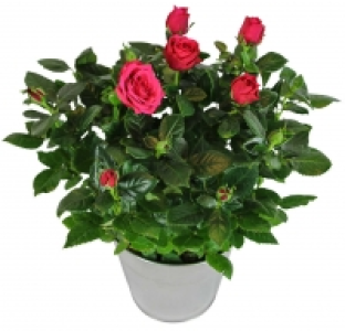 Gartenrosen 7.99 €