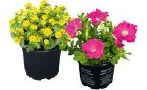 Beet und Balkonpflanzen 1.99 €