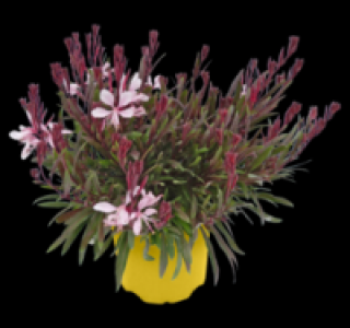 Bienenfreundliche Stauden 2.49 €