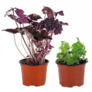Stauden 1.49 €