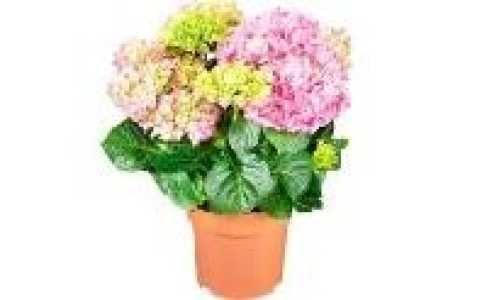 Hortensie 7.99 €