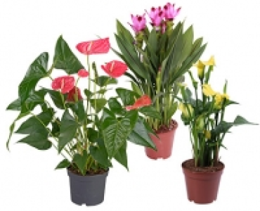GARDENLINE®Exotische Blühpflanze 5.99 €