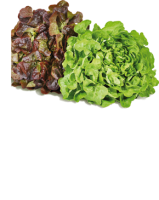 Ebl Naturkost Fränkische/niederbayerische Blattsalate, rot oder grün