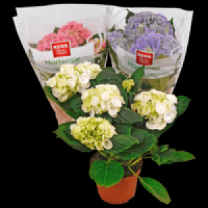 Hortensien 1 3.99 €