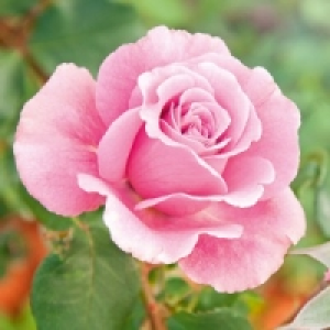 Freiland Rose 4.99 €