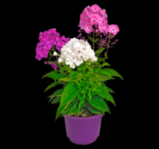 Flammenblume 4.99 €