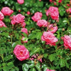 Rosen-Schale 4.99 €