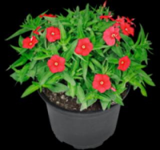 Flammenblume 1.49 €
