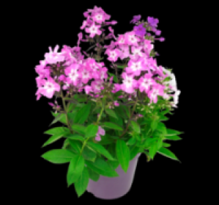 Flammenblume 1.99 €